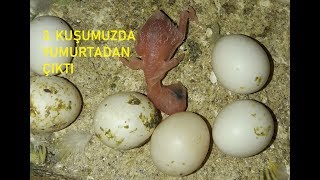 3. YAVRUMUZDA YUMURTADAN ÇIKTI