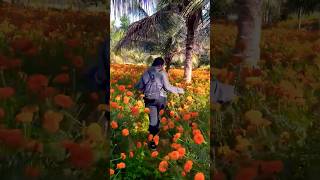 Pookkale | ചെണ്ടുമല്ലിപാടം Marigold#shortvideo