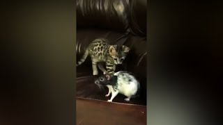 Funny Cats Reactions 😂😹😹