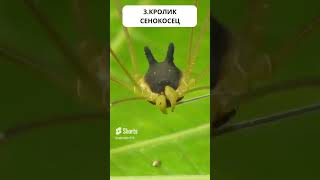 ЖИВОТНЫЕ В СУЩЕСТВОВАНИИ КОТОРЫХ СЛОЖНО ПОВЕРИТЬ!!!!!!!!!!!!!!  #животные #shorts #shortsvideo