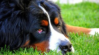 Bernese Mountain Dog and Canine Arthritis: Understanding the Link and Finding Solutions