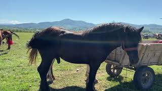 Targ de cai Sighetu-Marmatiei,Maramures#2020