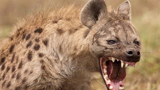 Most Deadliest Wild Dogs In The World | Dangerous Dog