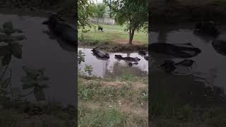 Buffalos in Village || Rural Area Punjab || SuperBaloch || #Shorts #shorts