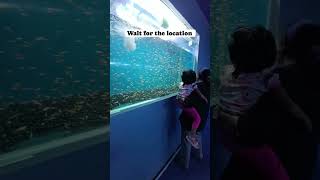 Dubai Like Underground Fish Tunnel #shorts #fish #aquarium #fun #adventures #activities #fair #kids