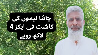 China Lemon Profit Per Acre | Interview | China Lemon Ki Kasht Information | Murad Ali Rehmani