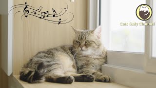 Music for Cats - Peaceful Harp Music to Relax Cats