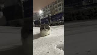 ice cat nice walk #cat #animalcompanions #catspetsandanimals #catlover #dogs #cats