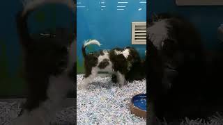 Pet Shop PUPPIES 🐶 💛💖💙👍🥰❤️💜🧡💚👌💖💛, cute animal videos, funny puppies, funny, cute #subscribe #shorts