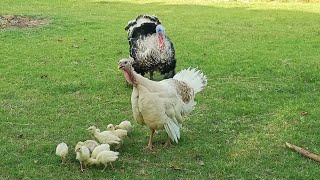 Turkey with Babies / 20 Days Babies of Turkey / turkey chicks