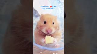 Hamster love ❤️