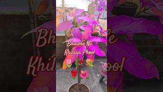 Bhawre Ne Khilaya Phool | Premrog | Purple Land - Effect #purpleland #short #ytshorts #song#trending