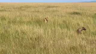 lioness puts buffalo out of its misery after being eaten by a hyena