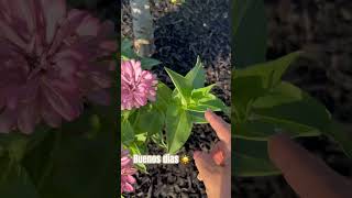 Zinnia ponla Sol 8h #siembracondayami #gardeninglovers #gardening #comocuidar