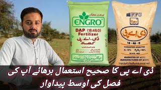 ||How to apply DAP fertilizer in agriculture land||Zameen ma DAP khad dalnay ka Sahi tarika||