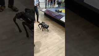 Pet Robot