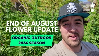 Outdoor Grow End of Aug Flowers - Battling Aphids, Building Trichs! Paradise Pine & Cherry Paloma