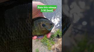 Beautiful bluegill #fishing #catchandrelease #creekfishing #sunfish #shorts #amazing #fun #outdoors