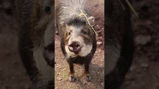 Peculiar Peccary:  American Mammal