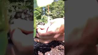 Outdoor gardening ASMR #garden #organiclife #backyardgardening #strawbale #growyourownfood