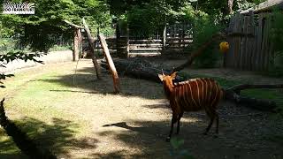 Pinselohrschweine und Bongos treffen aufeinander