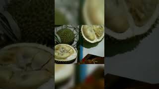 monggo duren kalimantan boss