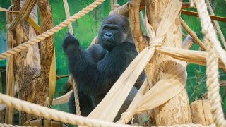 A Western lowland gorilla has arrived at London Zoo – just in time for Christmas