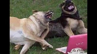 These Funny Dogs Will Make You LAUGH All Day