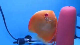 discus fish for sale in india|breeding pair discus fish for sale|all over India delivery possible|||