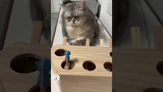 Crazy Funny Cats Moments Caught In Camera Latest Cute Pets Shorts VVideos 😺😂😂 -EPS1168 #funnycats