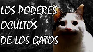 Pueden los gatos ver fantasmas o demonios?? #paranormal #viral #gatos #demonios