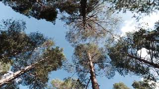 View from below through the fabulous pine forest to the sky blue cloudy sky. Clip. Camera rotating