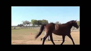 OTTB Trailer