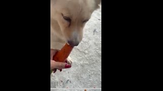 Dog eats carrots | Dalia in Australia