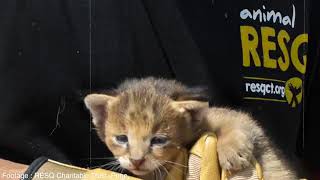 Indian Jungle Cat Rescue | Wildlife Rescue, India | RESQ Charitable Trust