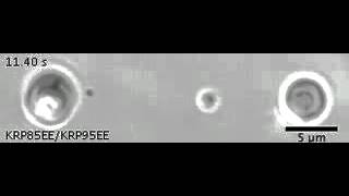 Kinesin-2 type Movement: Lane-change