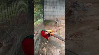 Hanthana International Bird Park😮#subscribe#nature#srilanka#shorts#shots#short#shortvideo#travel