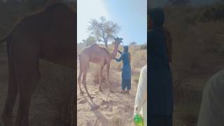 Camel feel Crazy #viral #shorts #crazy #animals