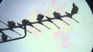 Waxwings, Woburn, Bedfordshire