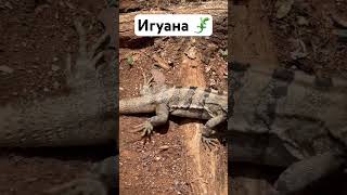 Просто игуана 🦎