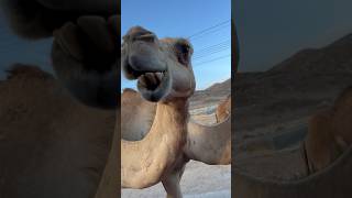 പേടിച്ചു പോയി ഗുയ്സ്സ് 😱| Camel 🐪 | #oman | #shorts | #travel