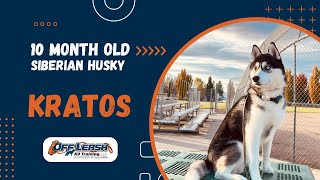 Siberian Husky, 10 m/o, "Kratos" | Best Siberian Husky Training Spokane WA | Off Leash K9 Training