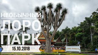 Тенерифе 2018. Лоро парк. Необычный Loro Parque. Такого вы ещё не видели!