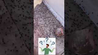 Unbelievable Discovery | World's Largest Ants' Colony Revealed! #shorts #facts