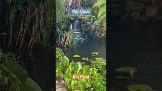 Our Oasis. Koi Pond Waterfall My fav place in our garden