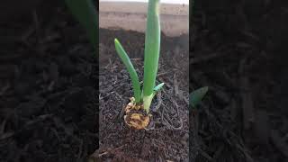 how to plant an onion/onion planting/oignon plante #shorts