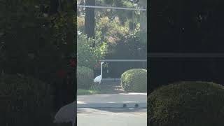 Egret hanging out in Rancho Bernardo area of San Diego