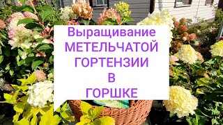 УСЛОВИЯ  выращивания  МЕТЕЛЬЧАТОЙ ГОРТЕНЗИИ в горшке 🌿🌿🌿#гортензияметельчатаявгоршке