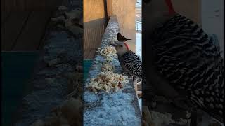 Red Bellied Woodpecker visits on St. Patrick's Day 3/17/23