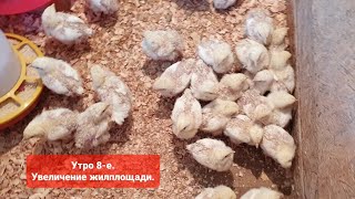 Утро 8-е. Сортировка цыплят бройлера и расселение в просторные квартиры.